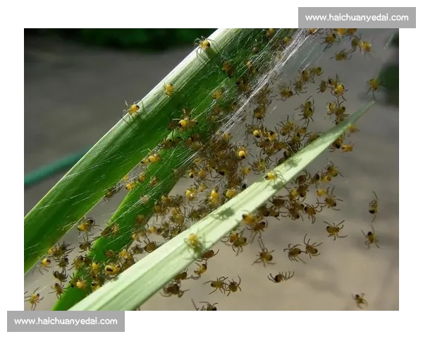 小蜘蛛的警示:世俱杯细节如丝,疏漏即失良机